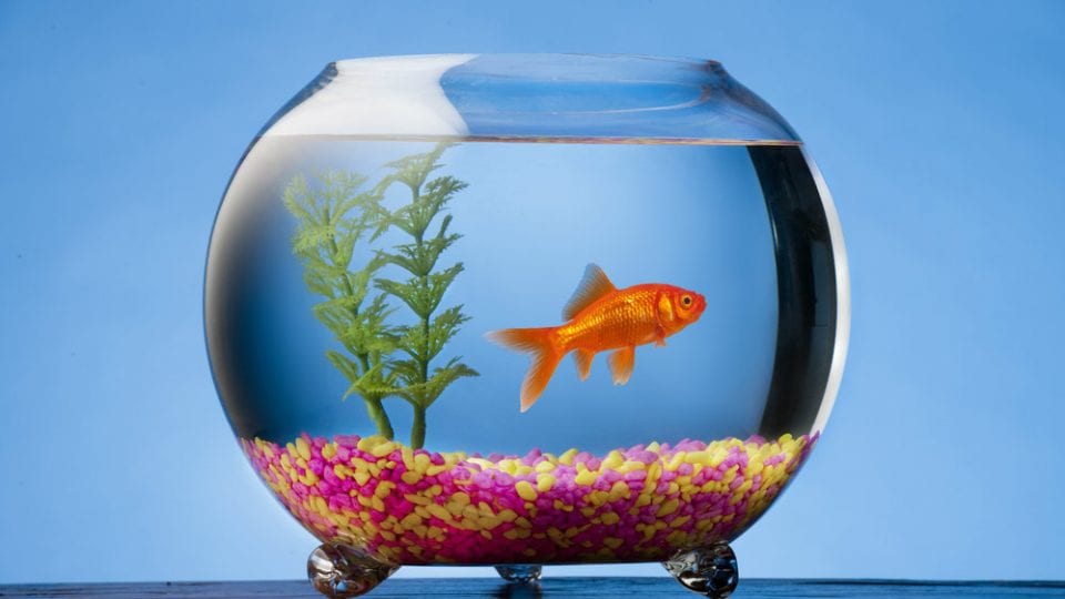 goldfish