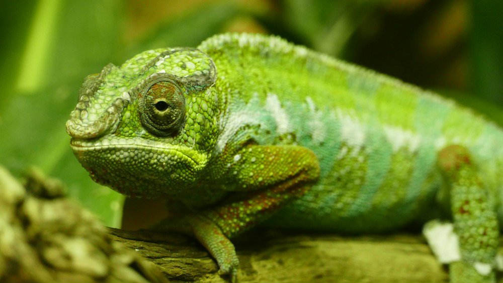 frog