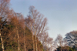 N2202