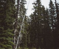 Musings on a half-dead tree